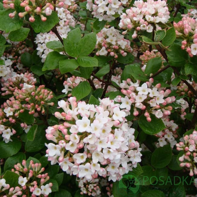 картинка Калина Берквуда Анна Рассел 3л 