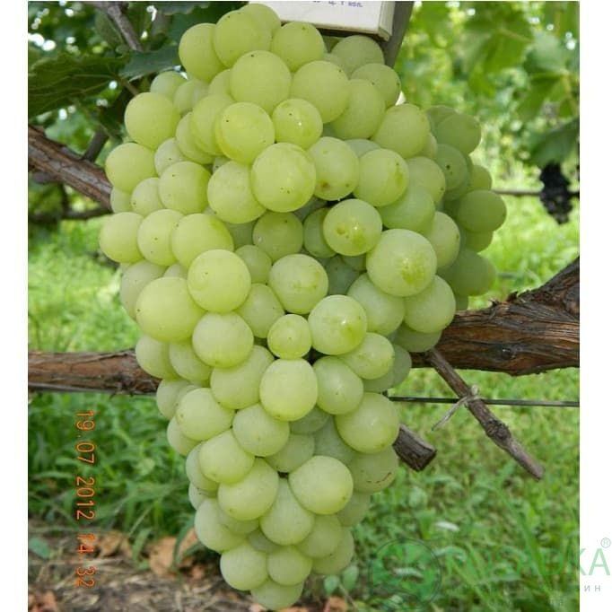 картинка Виноград кишмиш Принцесса 