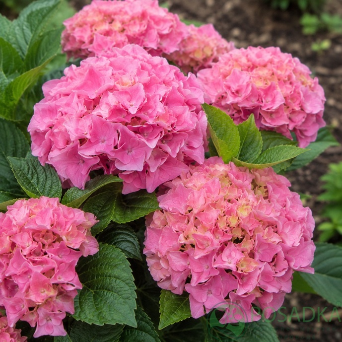 картинка Гортензия крупнолистная Early Pink (Эрли Пинк) 