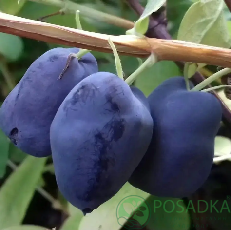 картинка Жимолость съедобная Boreal Beauty 