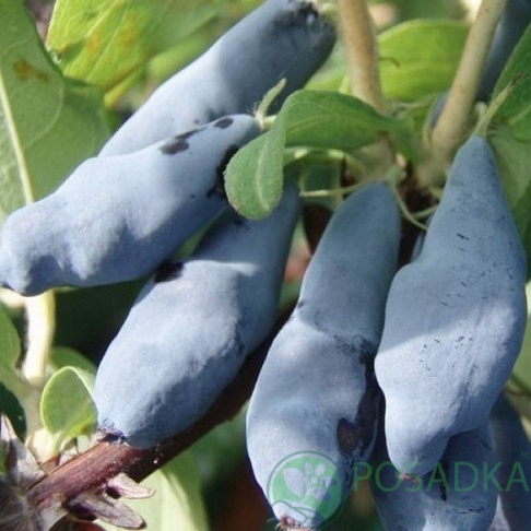 картинка Жимолость съедобная Синий Утёс 