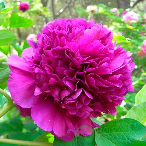 картинка Пион древовидный Paeonia suffr. purple 