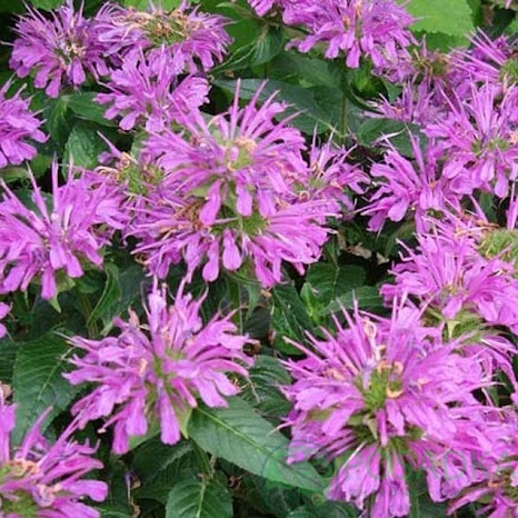 картинка Монарда карликовая 