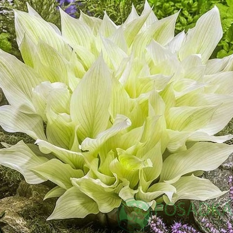 картинка Хоста White Feather 