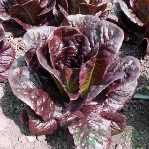 картинка Семена салат Ромен красный, 1 гр, SeedEra 