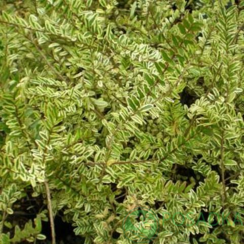 картинка Жимолость Шапочная Variegata (Lonicera Pileata) 