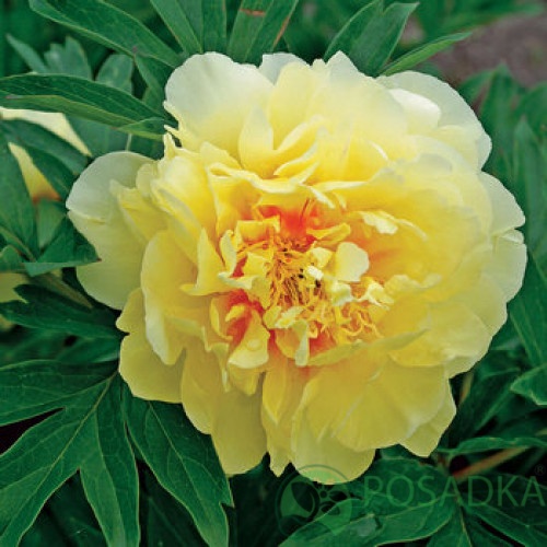 картинка Пион ITOH Bartzella 