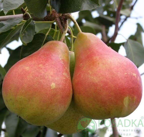 картинка Груша Харроу свит 