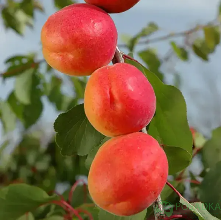 картинка Абрикос Ванила кот 