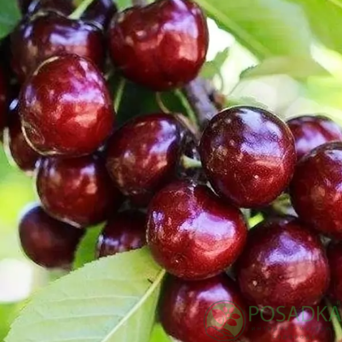 картинка Черешня колоновидная Хелена 
