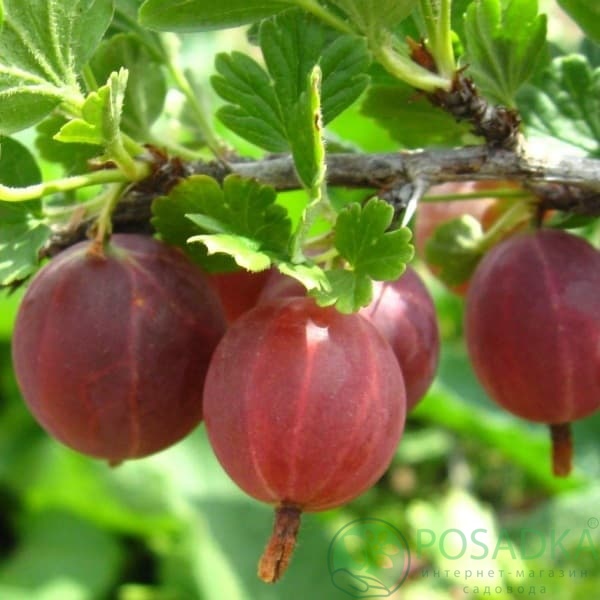 картинка Крыжовник Колобок 