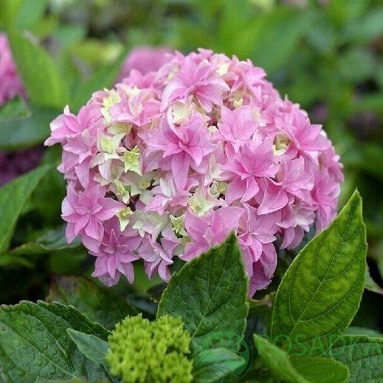 картинка Гортензия крупнолистная You and Me Perfection 