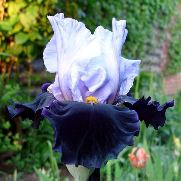 картинка Ирис бородатый Habit 