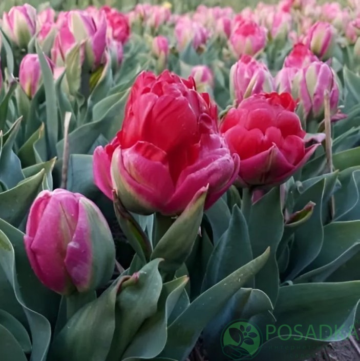 картинка Тюльпан Ice Cream Cranberry  картинка Тюльпан Ice Cream Cranberry