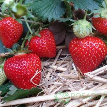 картинка Клубника Флоренс 