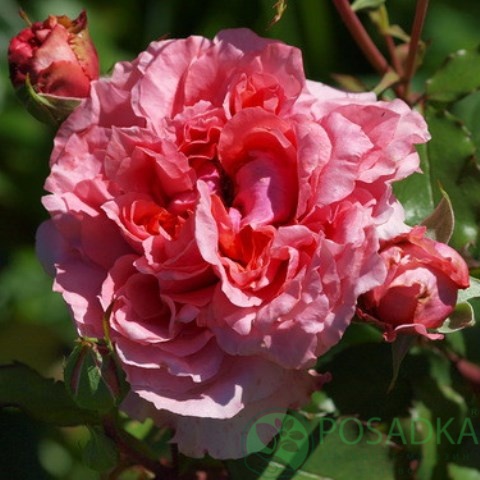 картинка Роза кустовая Антуан дэ Кон 