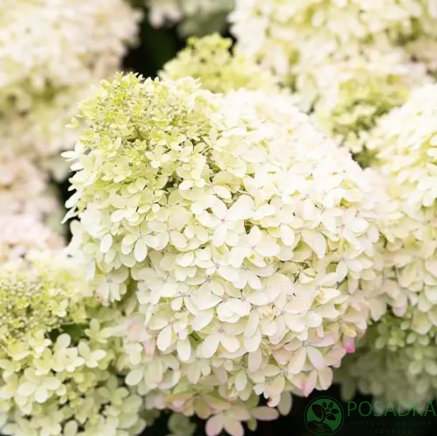 картинка Гортензия метельчатая «Living Royal Flower» (Ливинг Роял Флауэр) 