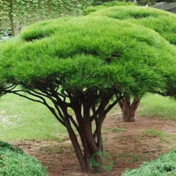 картинка Сосна густоцветковая Умбракулифера 12л 