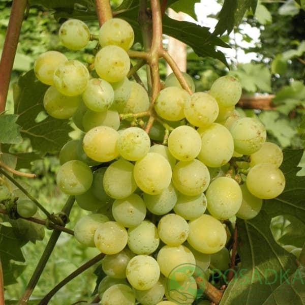 картинка Виноград Элегант сверхранний 