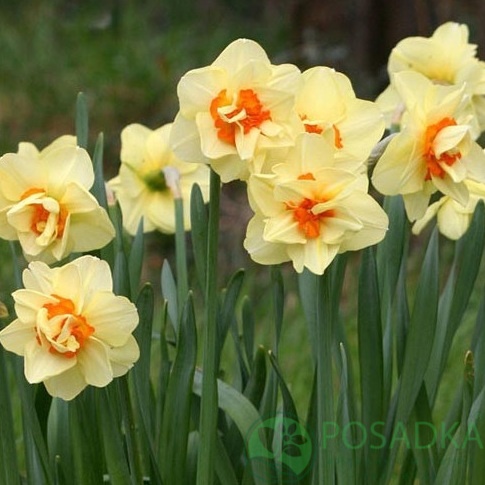 картинка Нарцисс Double Fashion (3 шт) 