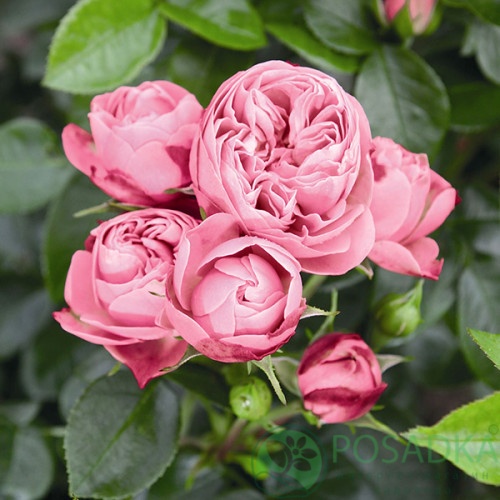 картинка Роза спрей Рококо (Playful Rokoko)  картинка Роза спрей Рококо (Playful Rokoko)