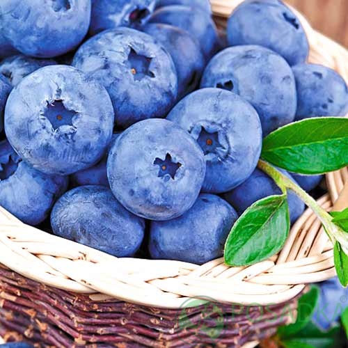 картинка Голубика 3 летняя Мидер (контейнер С2)  картинка Голубика 3 летняя Мидер (контейнер С2)