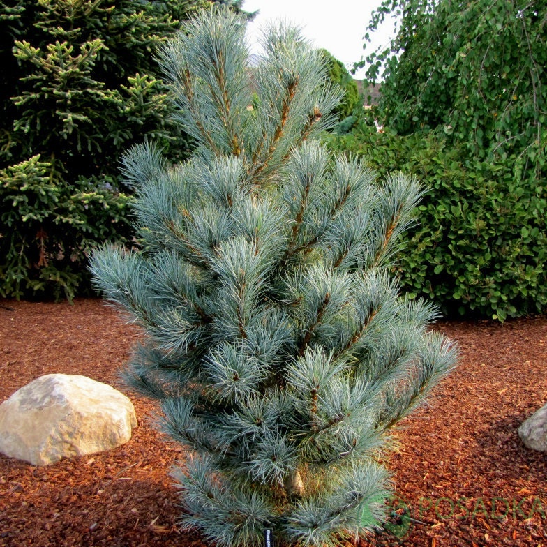 картинка Сосна румелийская Pacific Blue 