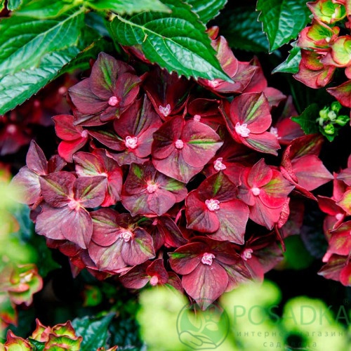 картинка Гортензия крупнолистная Royalty Burning Hot 