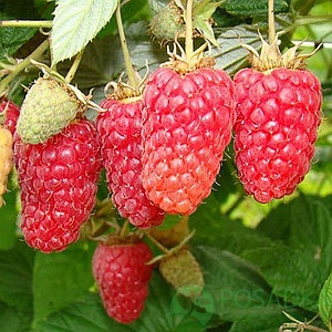 картинка Малина Химботоп 