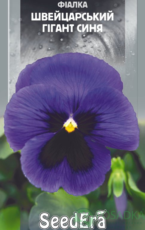 картинка Фиалка Садовая Швейцарский Гигант Синяя семена (0.1гр) 
