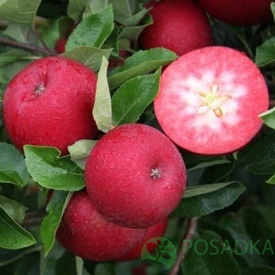 картинка Яблоня Байя Мариса 