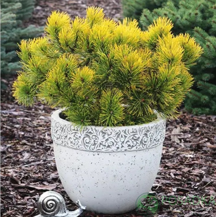 картинка Сосна горная Голден Глоу 