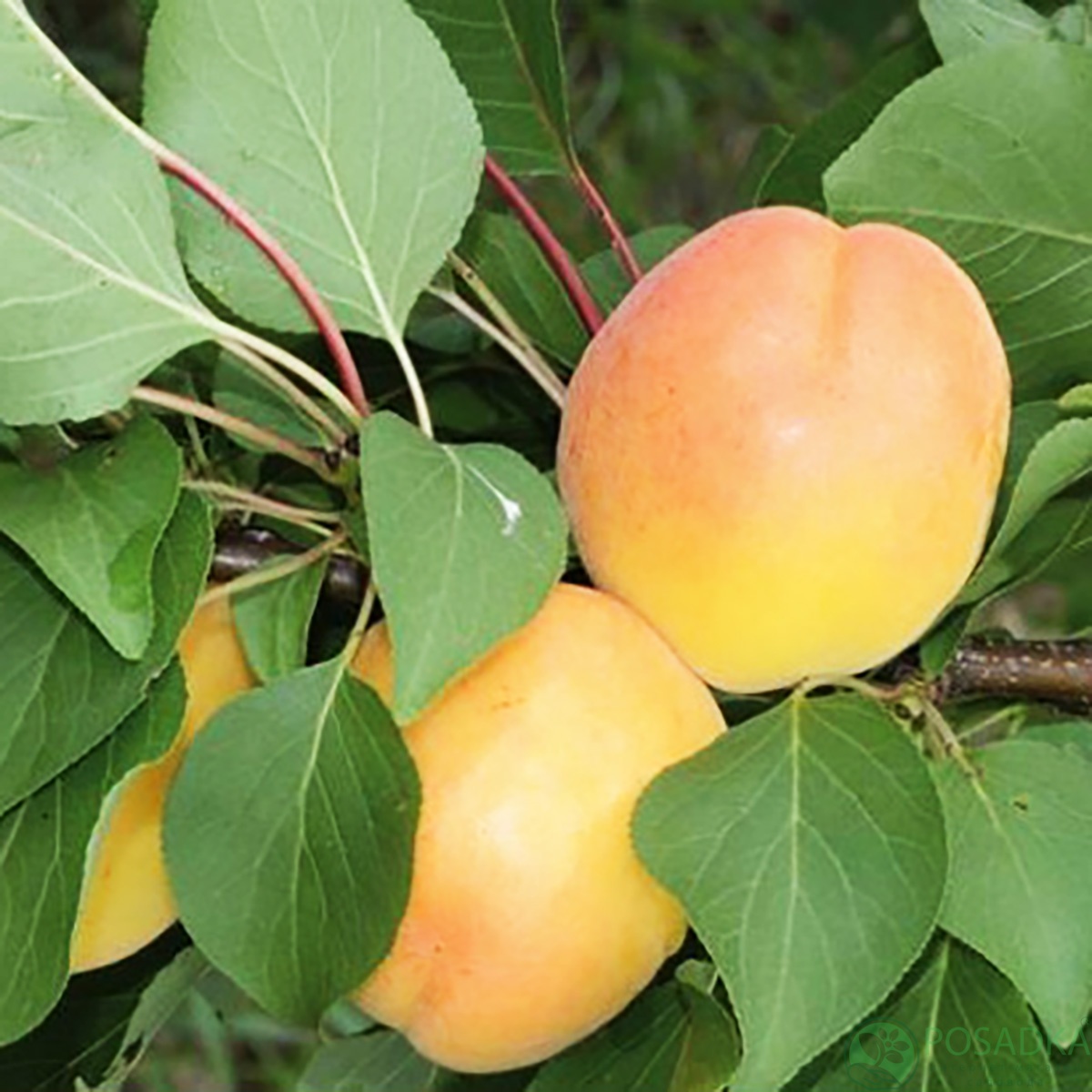 картинка Абрикос Бела Диамола 