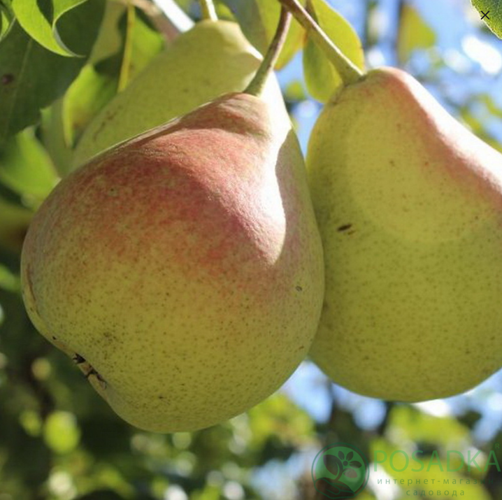 картинка Груша Лесная Красавица 