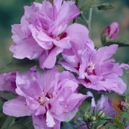 картинка Гибискус сирийский Ardens 