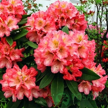 картинка Рододендрон Robert de Belder 