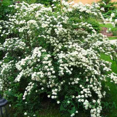 картинка Спирея ниппонская Сноумаунд 2л  картинка Спирея ниппонская Сноумаунд 2л