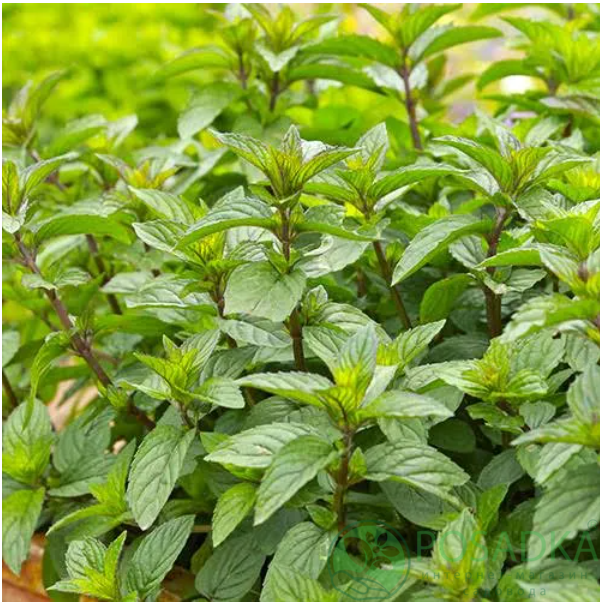 картинка Мята Люси 