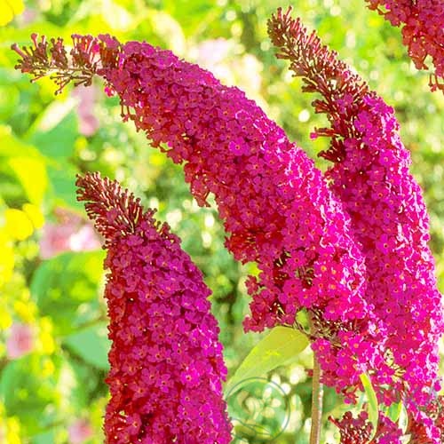 картинка Будлея Давида Royal Red (Роял Ред)  картинка Будлея Давида Royal Red (Роял Ред)