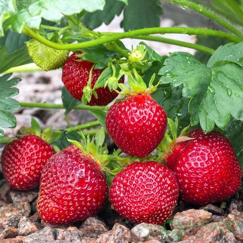 картинка Клубника Сенсейшн (кассета) 