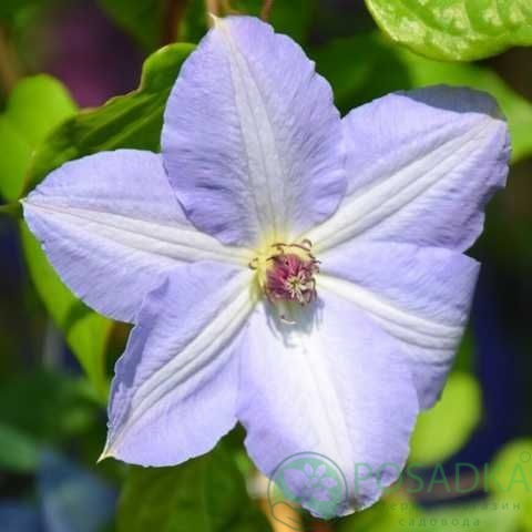 картинка Клематис Blue Cotillion 