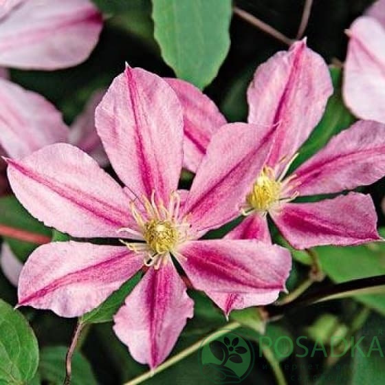 картинка Клематис Nadezhda 