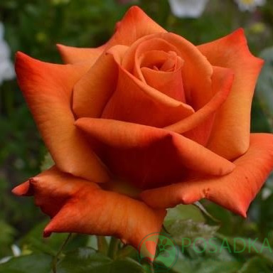 картинка Роза чайно-гибридная Наранга 