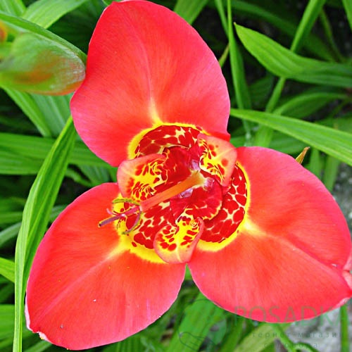 картинка Тигридия Speciosa 