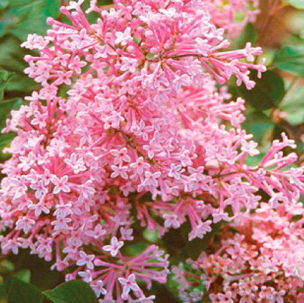 картинка Сирень Pink Perfume 