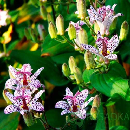 картинка Трициртис Macropoda картинка Трициртис Macropoda