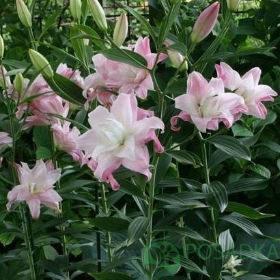 картинка Лилия Lotus Queen 