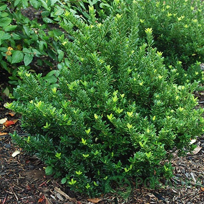 картинка Бересклет японский (Euonymus japonicus) Microphyllus 3л 