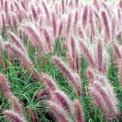 картинка Пеннисетум лисохвостый 'Red Head' 