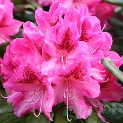 картинка Рододендрон гибридный Germania 4л 